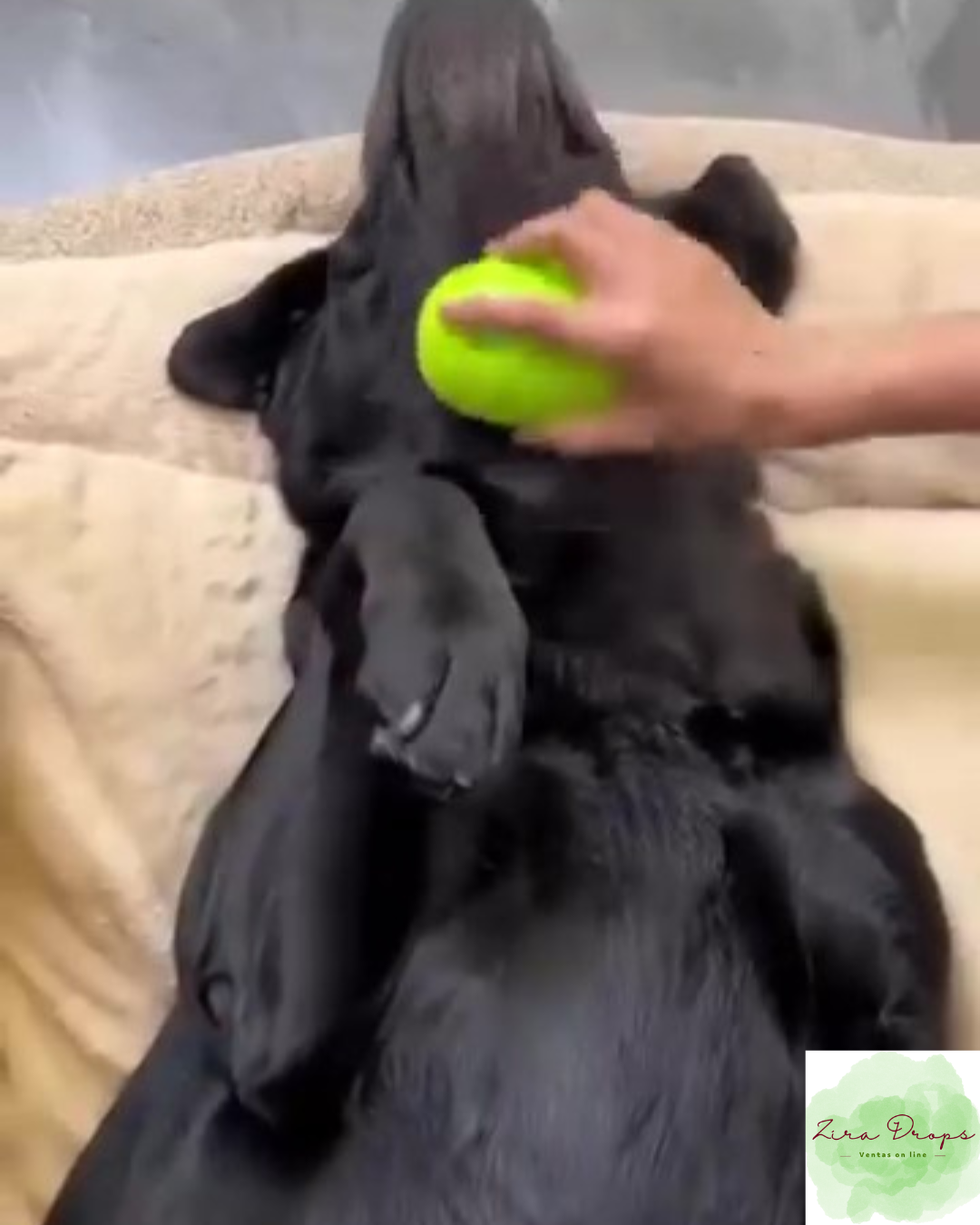 Cepillo Vaporizador 3 en 1: Limpieza, Masaje y Relax para tu Mascota